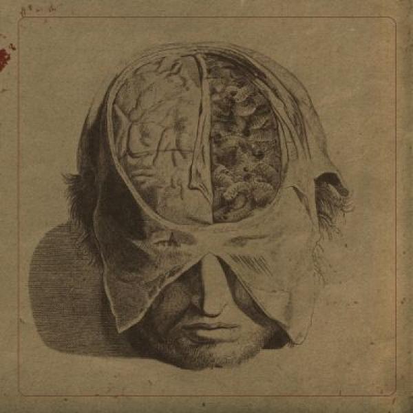 FARSOT - Insects (CD)