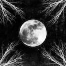 CORPUS CHRISTII - PaleMoon (LP)